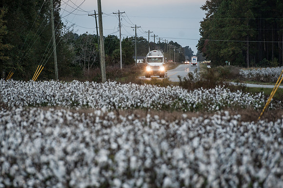 Cotton - South Carolina