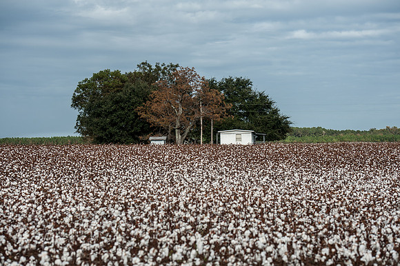 Cotton - South Carolina