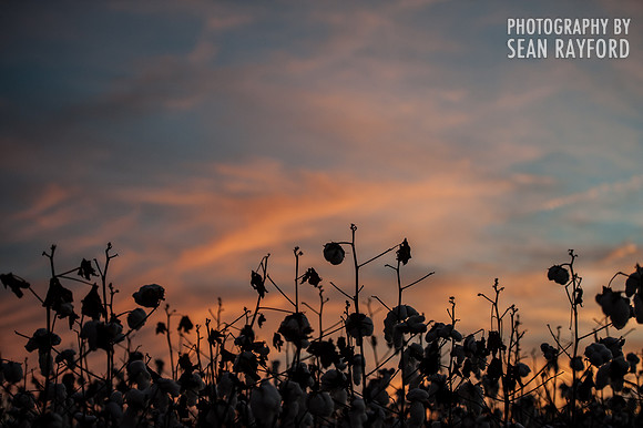 Cotton - South Carolina