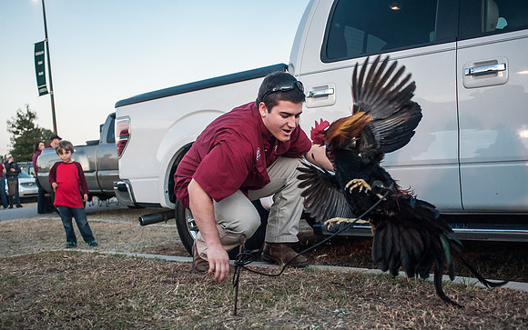 South Carolina Fan Photos