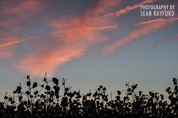 Cotton - South Carolina