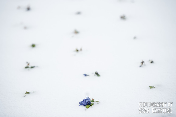 Winter storm in Columbia SC - Feb 2014