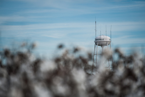 Cotton - South Carolina