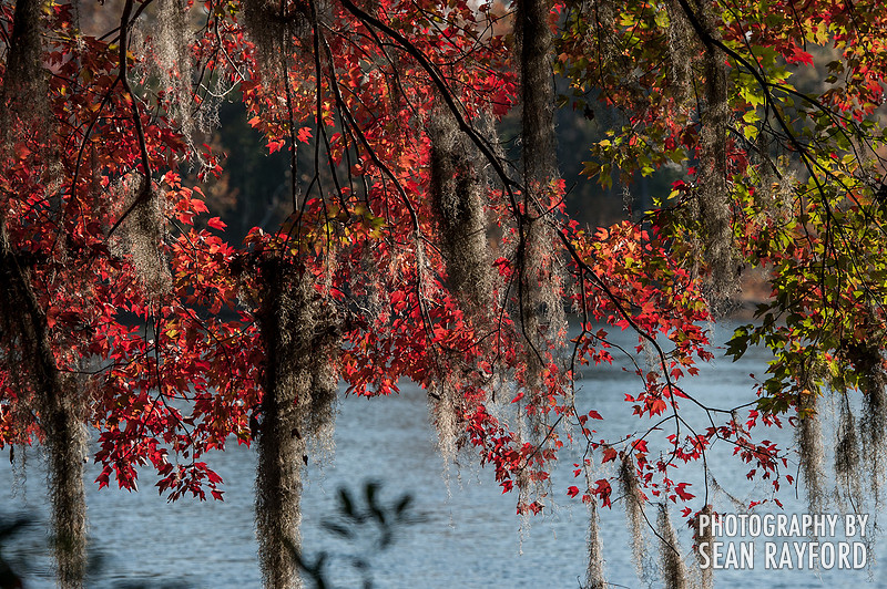 Columbia SC Photography