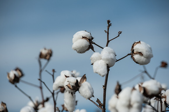 Cotton - South Carolina