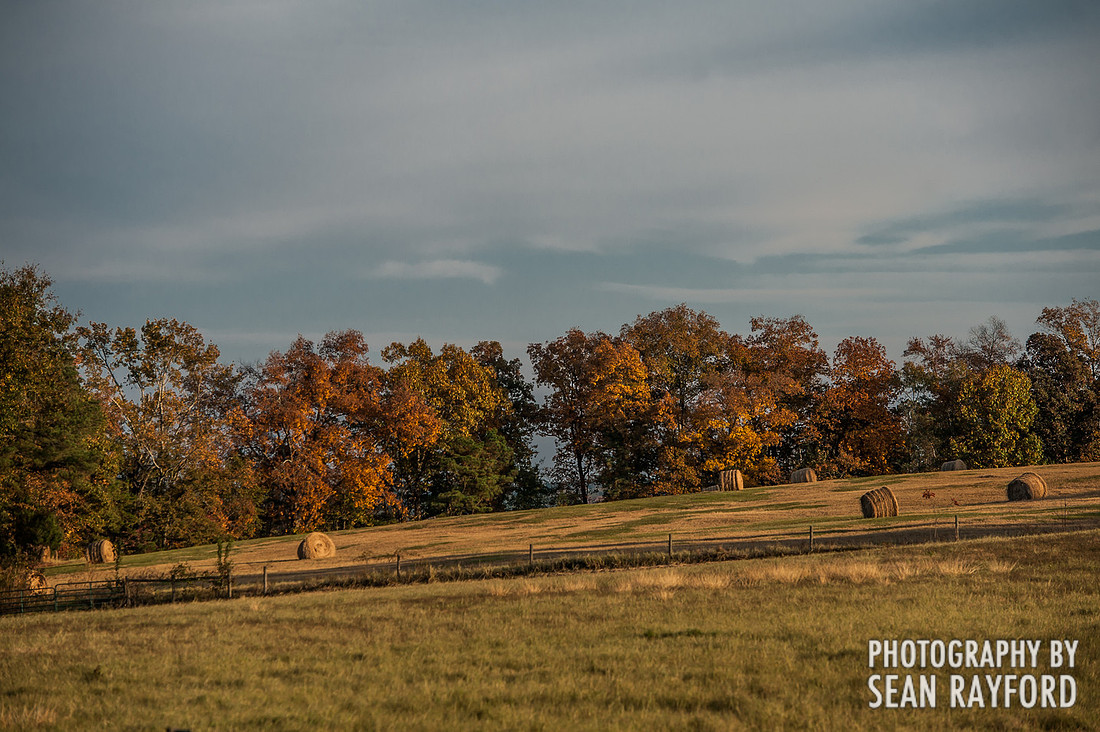 South Carolina Cotton Photos