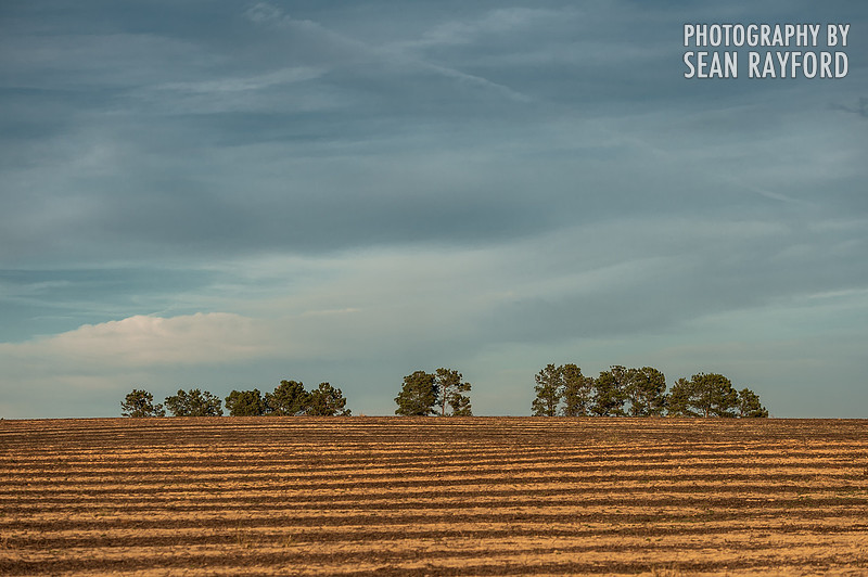 South Carolina Cotton Photos