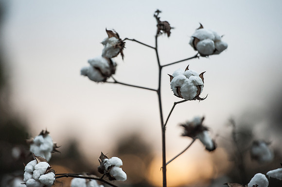 Cotton - South Carolina