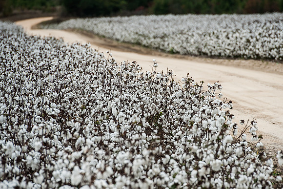 Cotton - South Carolina