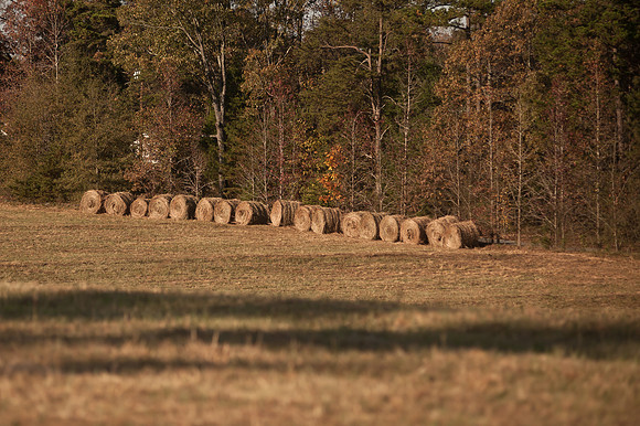 Columbia SC Wedding Photographer - Quinn and Whitney