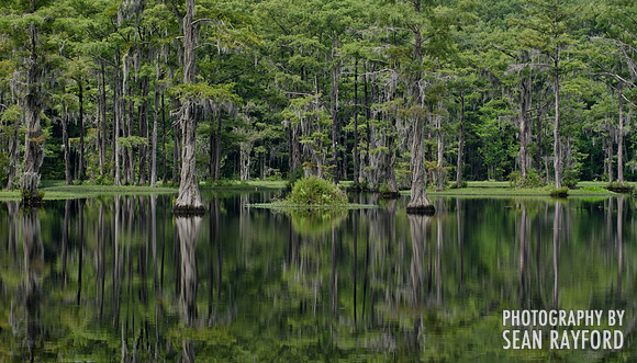 Swamp in Lake View, SC by South Carolina Photojournalist Sean Rayford