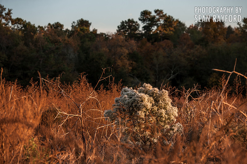 South Carolina Cotton Photos