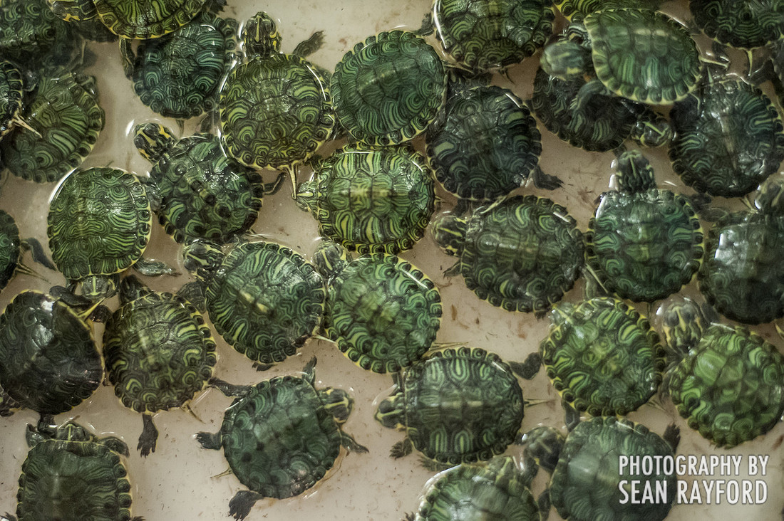 Repticon Columbia SC Photographer