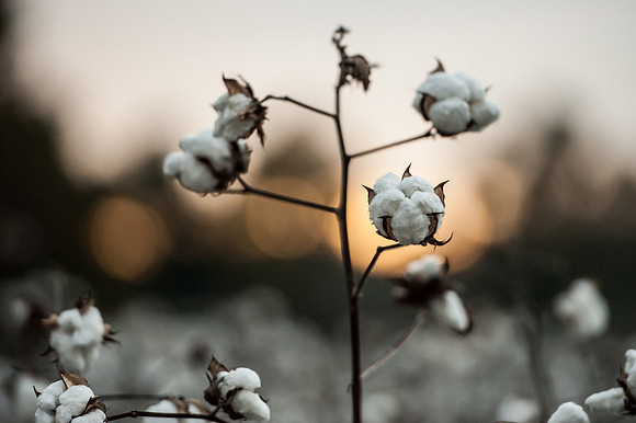 Cotton - South Carolina