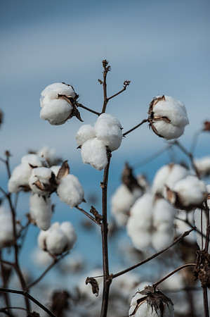 Cotton - South Carolina