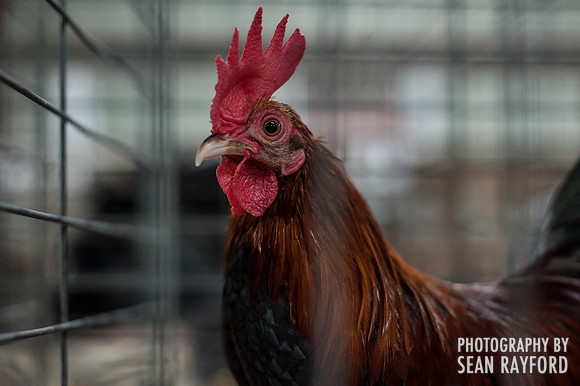 South Carolina State Fair Photos - Birds