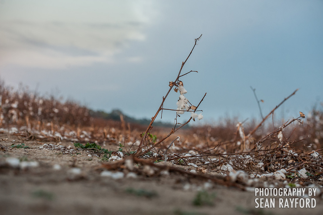 South Carolina Cotton Photos