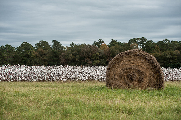 Cotton - South Carolina