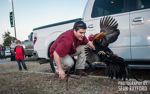 South Carolina Fan Photos