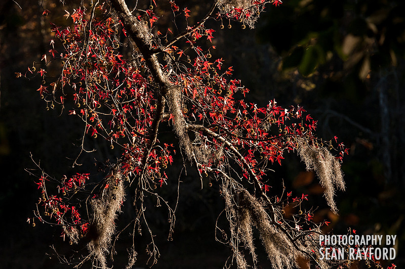 Columbia SC Photography