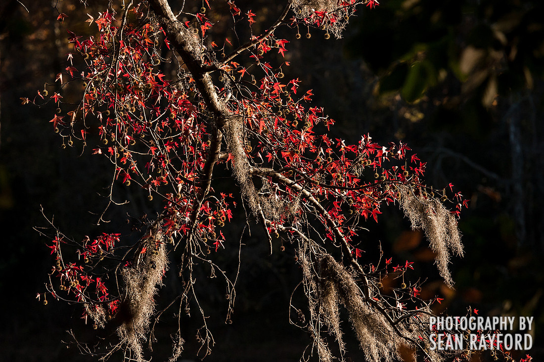 Columbia SC Photography