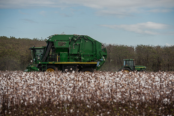 Cotton - South Carolina