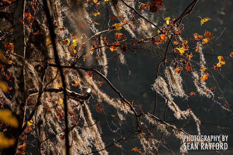 Columbia SC Photography