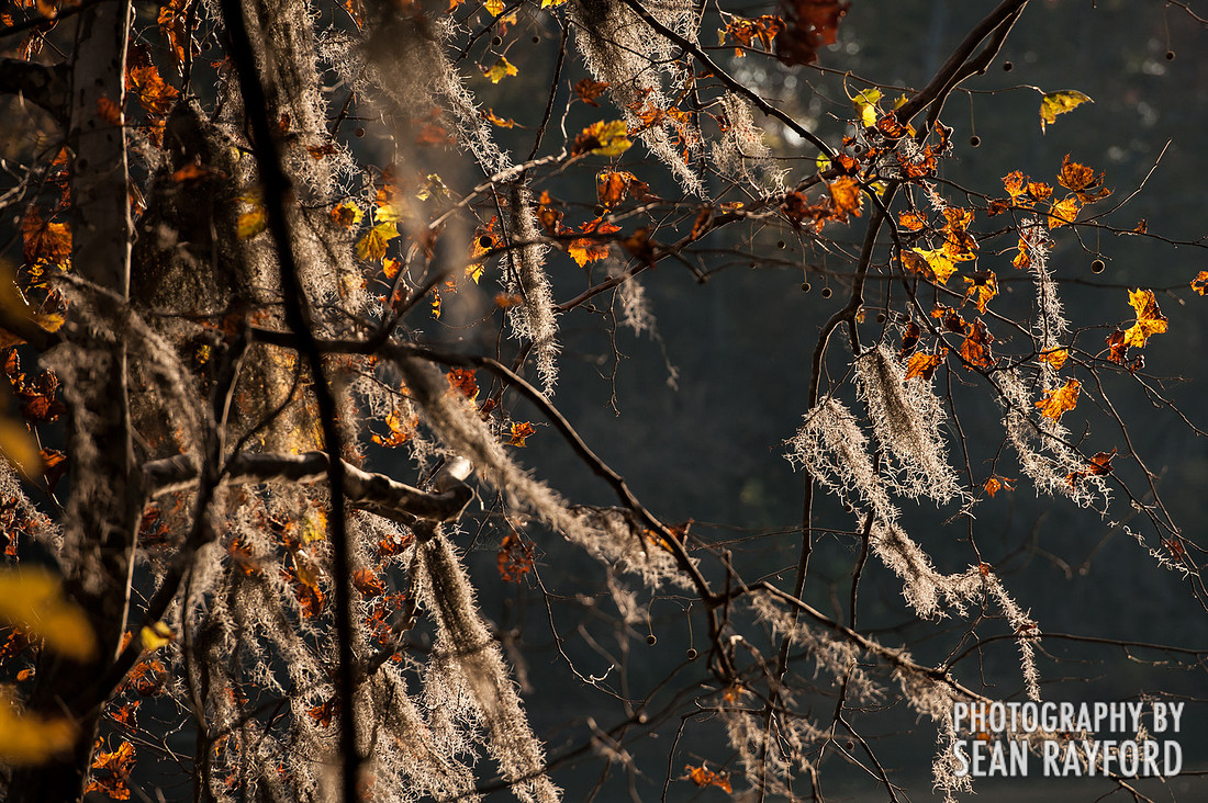 Columbia SC Photography