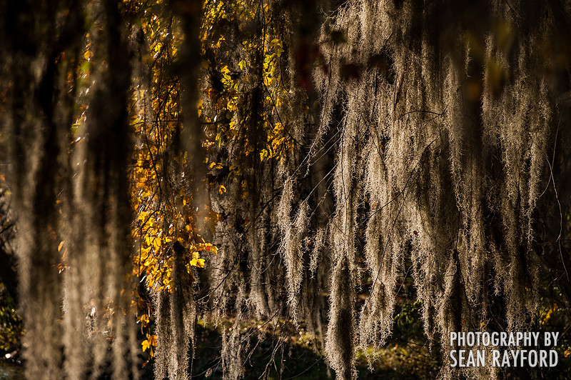 Saluda River Explodes With Color - Columbia, SC