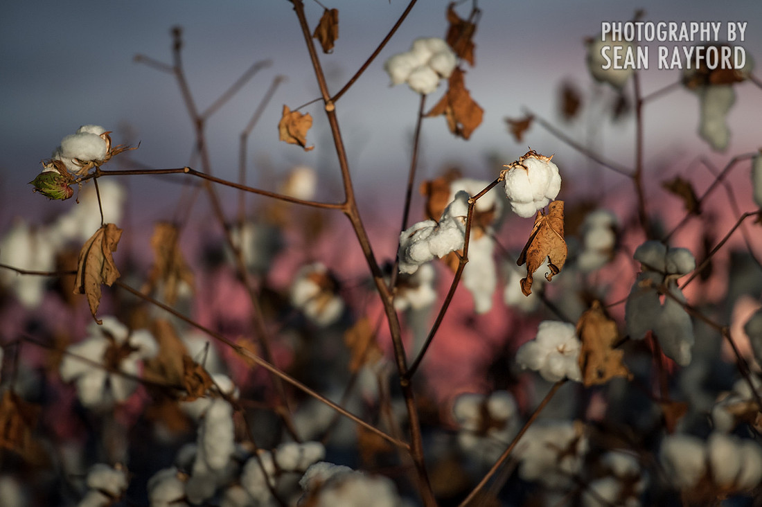South Carolina Cotton Photos