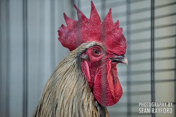 South Carolina State Fair Photos - Birds