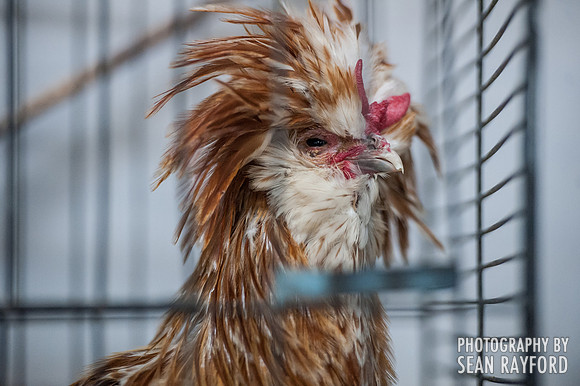 South Carolina State Fair Photos - Birds