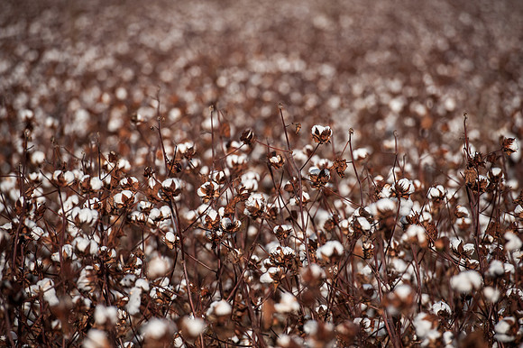 Cotton - South Carolina