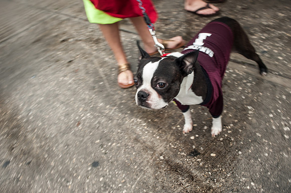 Citrus Bowl Photos - 2014