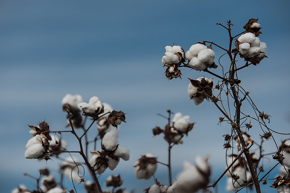 Cotton - South Carolina