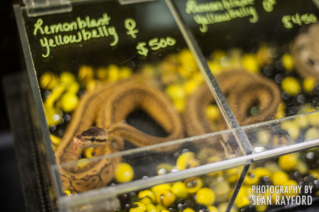 Repticon Columbia SC Photographer