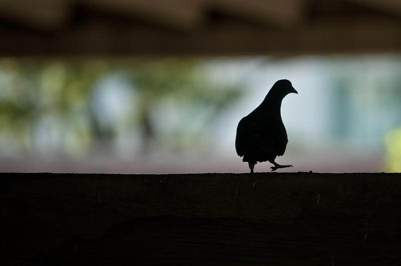 Photography by Columbia SC Photojournalist Sean Rayford