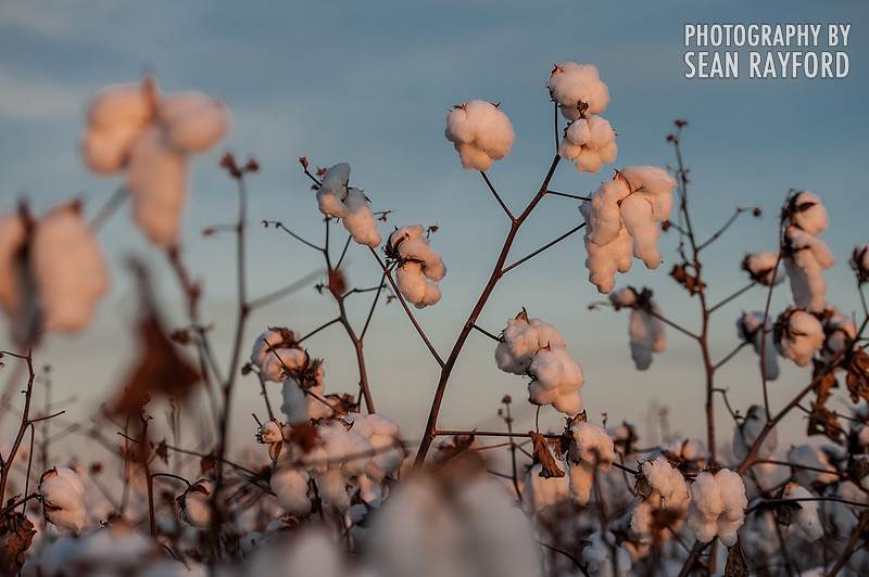 South Carolina Cotton Photos