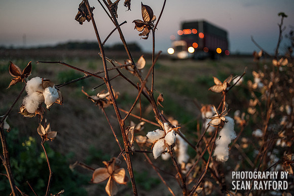 South Carolina Cotton Photos