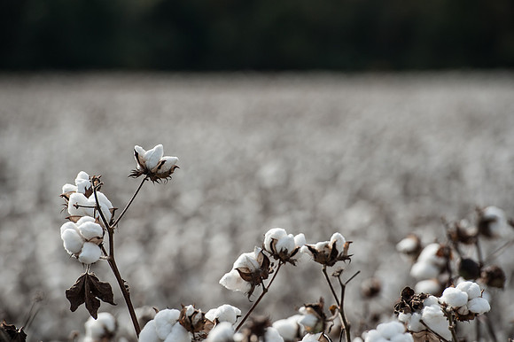 Cotton - South Carolina