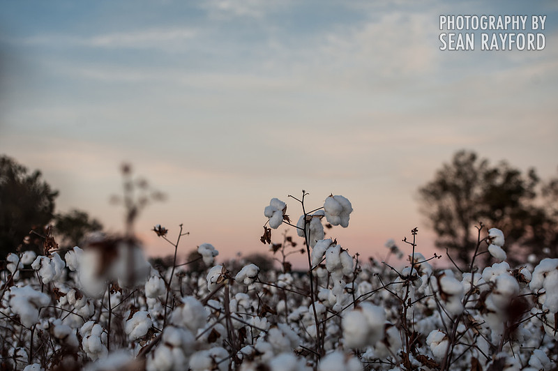 South Carolina Cotton Photos