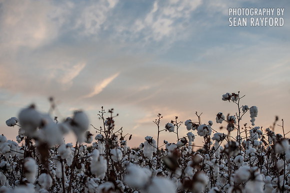 Cotton - South Carolina