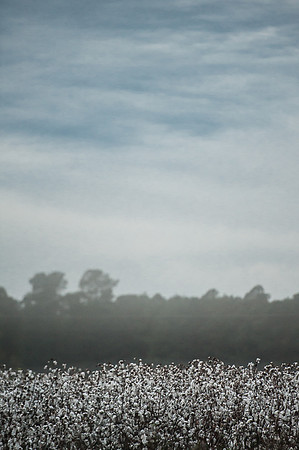 Cotton - South Carolina
