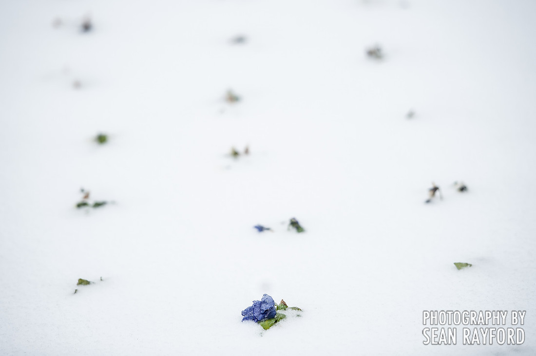 Winter storm in Columbia SC - Feb 2014