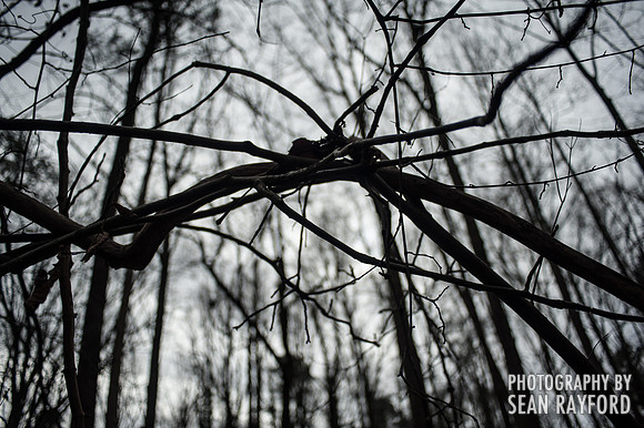 Big Foot Hunting near Seneca, SC