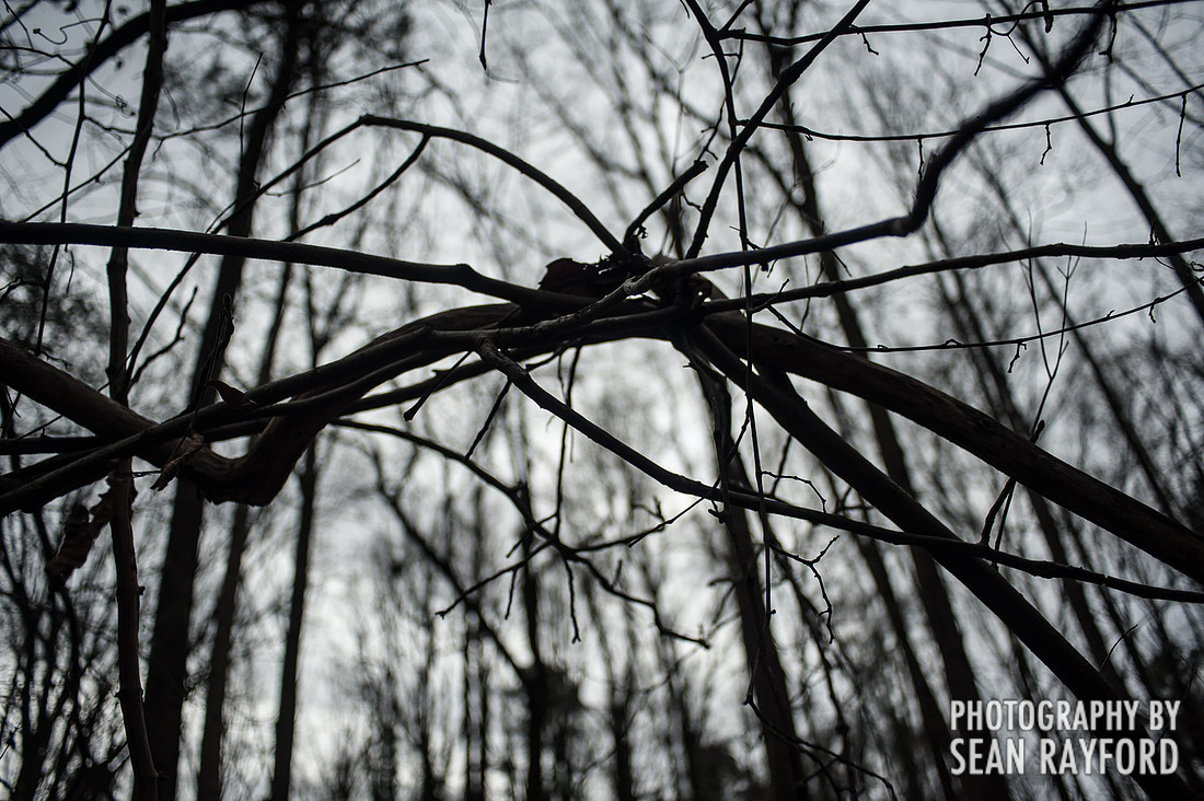 Big Foot Hunting near Seneca, SC