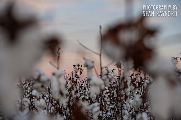 Cotton - South Carolina