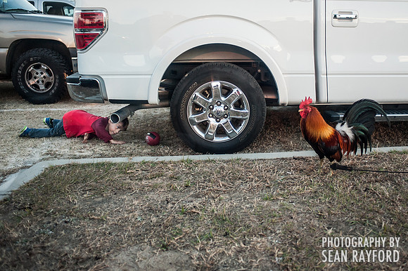 South Carolina Fan Photos