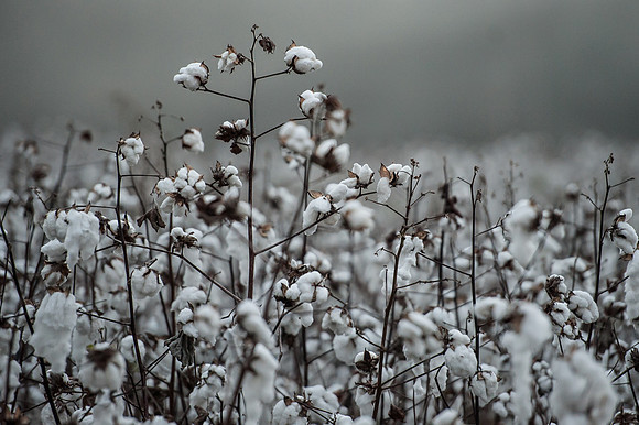 Cotton - South Carolina