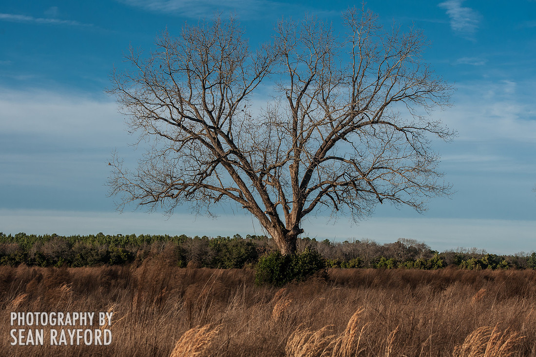 South Carolina Photos